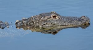 Alligators in lake texoma